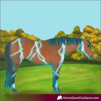 Horse Color:Thunderstruck Bay 