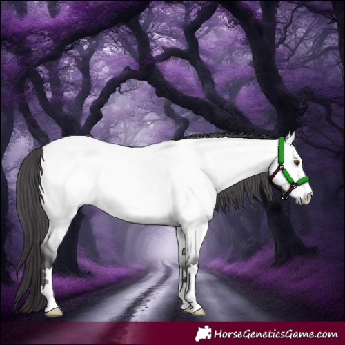 Horse Color:Platinum Buckskin Dun 