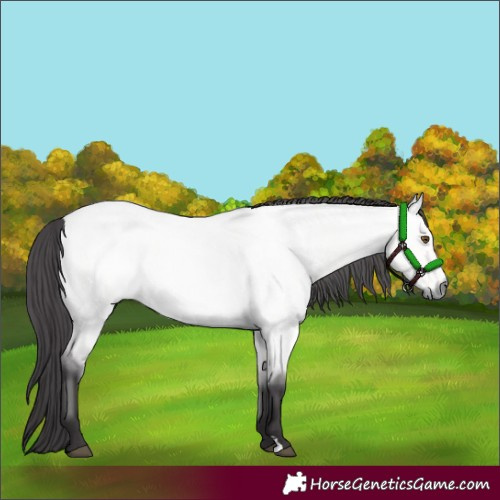 Horse Color:Platinum Buckskin Roan Dun 