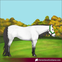 Horse Color:Platinum Buckskin Roan Dun 