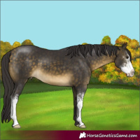 Horse Color:Buckskin Sabino