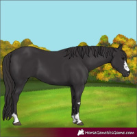Horse Color:Smoky Black 