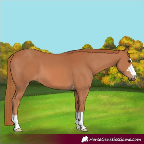 Horse Color:Chestnut 