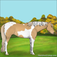 Horse Color:Palomino Tobiano 
