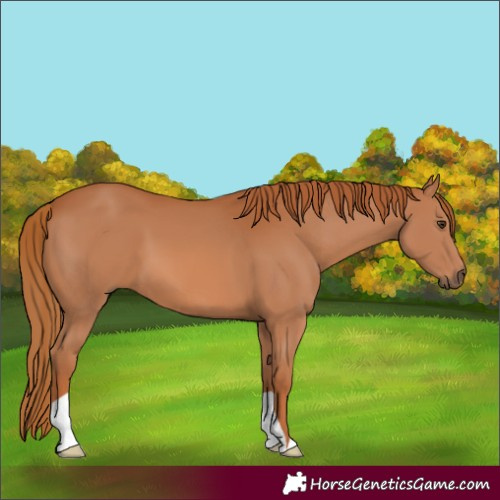 Horse Color:Chestnut 