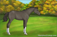 Horse Color:Smoky Black