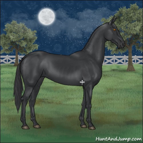 Horse Color:Black 