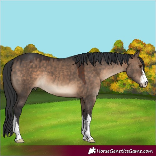 Horse Color:White Spotted Brown Dun