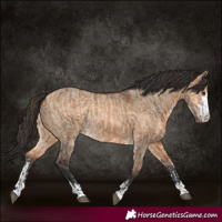 Horse Color:Bay Dun  and Bay Dun 