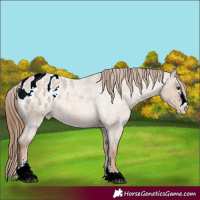 Horse Color:Red Dun Roan Sabino Appaloosa