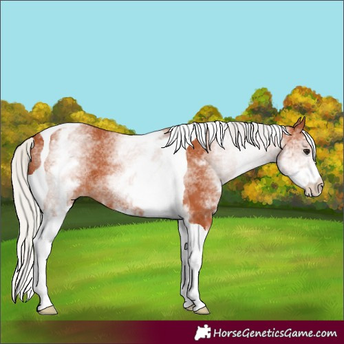 Horse Color:White Spotted Silver Bay Tobiano 