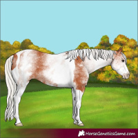 Horse Color:White Spotted Silver Bay Tobiano 