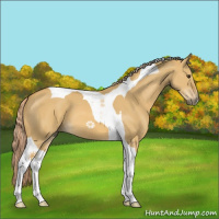 Horse Color:Palomino Dun Tobiano 