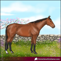 Horse Color:Bay 