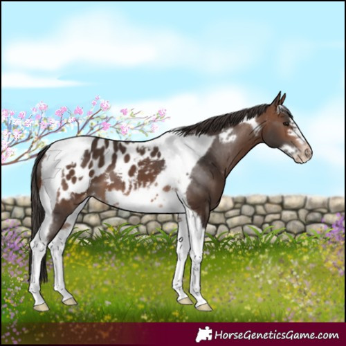 Horse Color:Brown Tobiano Frame Appaloosa