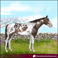 Horse Color:Brown Tobiano Frame Appaloosa