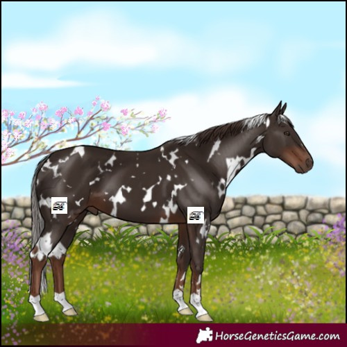 Horse Color:White Spotted Liver Chestnut