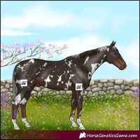 Horse Color:White Spotted Liver Chestnut