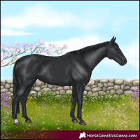 Horse Color:Black 