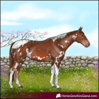 Horse Color:White Spotted Chestnut Tobiano 