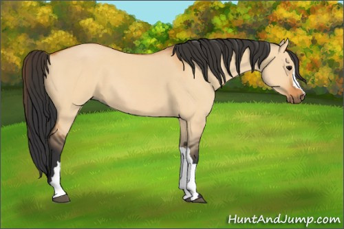 Horse Color:Bay Dun 