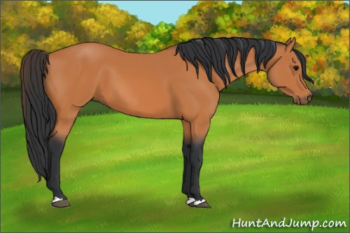 Horse Color:Bay 
