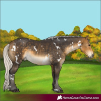 Horse Color:White Spotted Silver Buckskin Rabicano