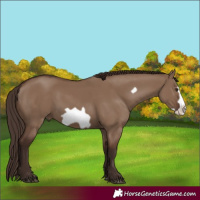 Horse Color:Liver Red Dun Frame 