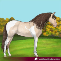 Horse Color:Amber Champagne Dun Tobiano 