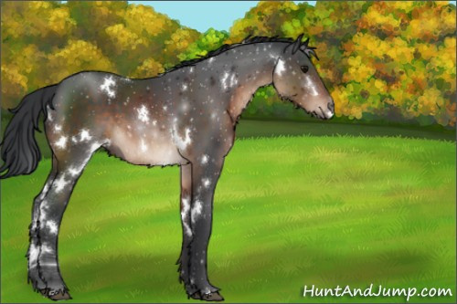 Horse Color:White Spotted Brown 