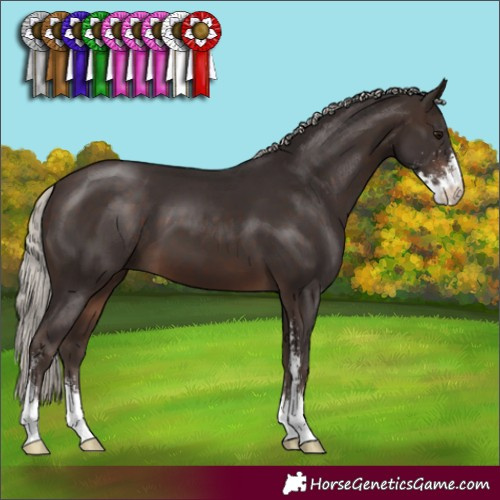 Horse Color:Silver Brown Sabino 
