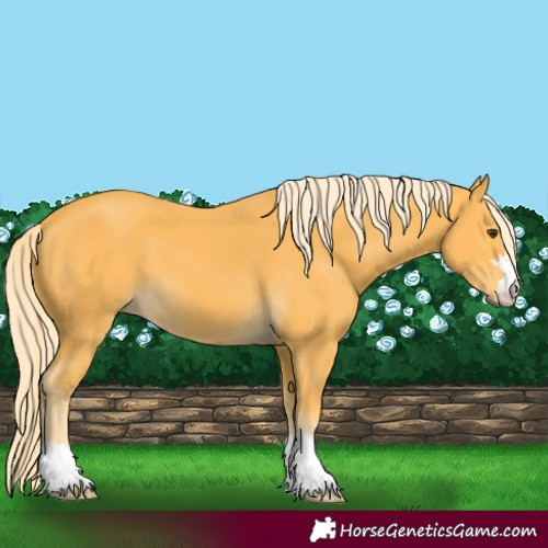 Horse Color:Palomino