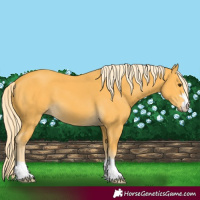 Horse Color:Palomino 
