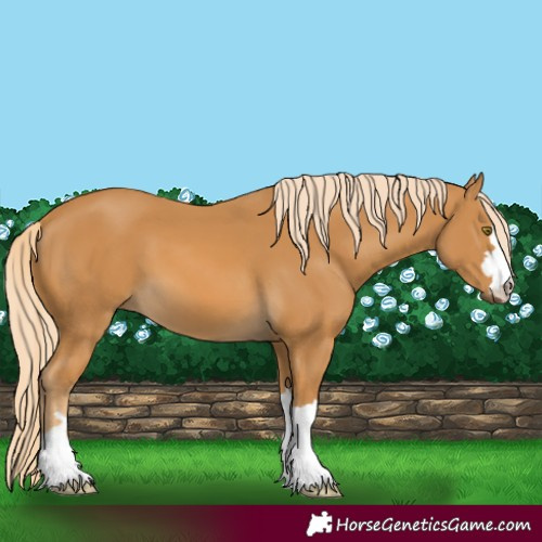 Horse Color:Palomino