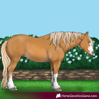 Horse Color:Palomino 