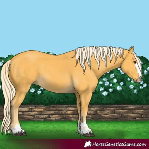 Horse Color:Palomino