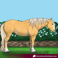 Horse Color:Palomino 