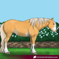 Horse Color:Palomino