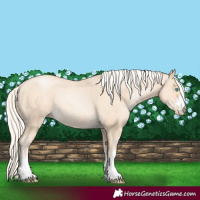 Horse Color:Gold Cream Champagne Pearl 