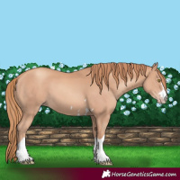 Horse Color:Gold Champagne 