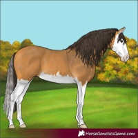 Horse Color:Buckskin Splash