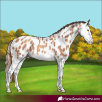 Horse Color:Gold Champagne Splash Near Leopard 