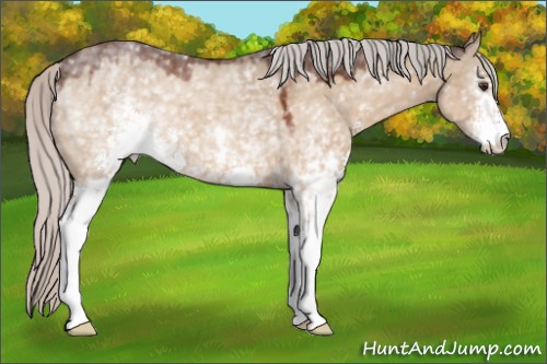 Horse Color:White Spotted Silver Brown Dun Sabino 