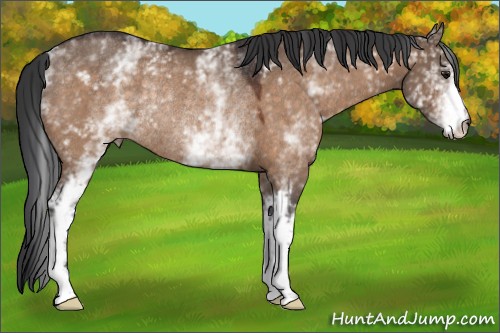 Horse Color:White Spotted Bay Dun Rabicano 