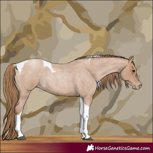 Horse Color:Blue Roan Pearl Tobiano 