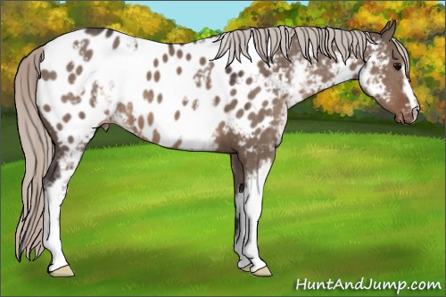 Horse Color:White Spotted Silver Grullo Appaloosa 