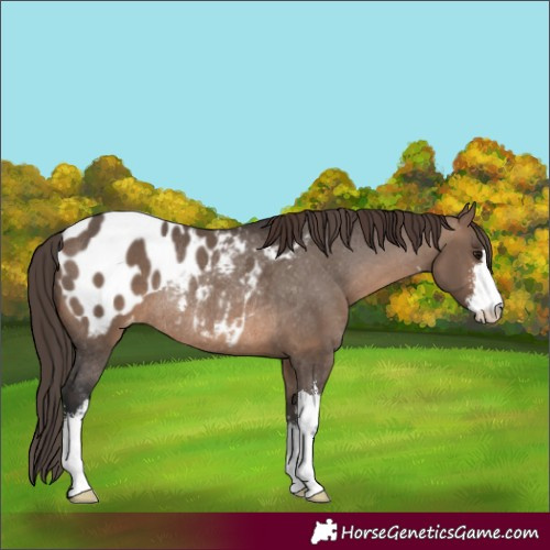 Horse Color:White Spotted Brown Dun Appaloosa Rabicano 