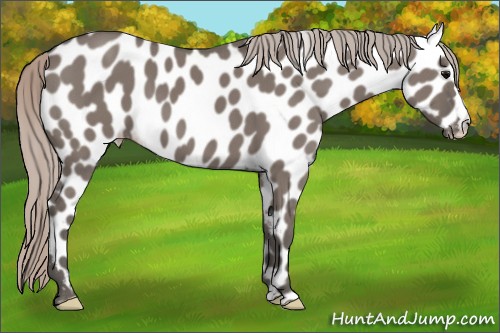 Horse Color:Silver Grullo Appaloosa 