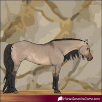 Horse Color:Bay Dun