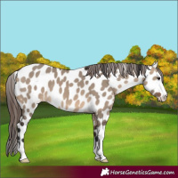 Horse Color:Brown Dun Leopard